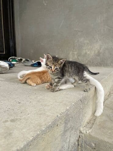 купить тайского котенка: Türk anqora — 9