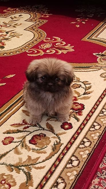 Собаки: Пекинес, 2 месяца, Самец, С прививками, Платная доставка — 1