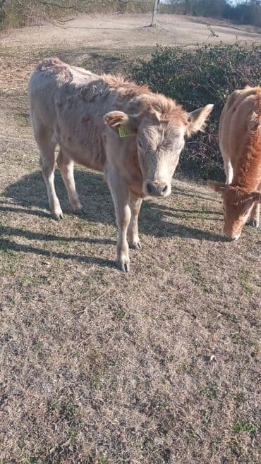 satilik inekler: Dana, buzov, Dişi, ay: 12, Damazlıq, Ünvandan götürmə — 7