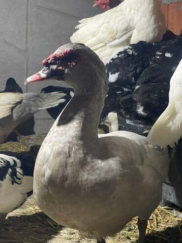 pişik adları erkek: 2 eded mirvari erkek lal ordek satilir — 2