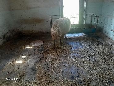 qoyun quba: Qoyun – yerli cins, ət və yun istiqamətli - Növ: erkey qoc - Cins — 2