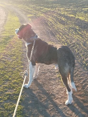 quzu satilir: Гурдбасар, 4 месяца, Самец, С родословной, Самовывоз — 3