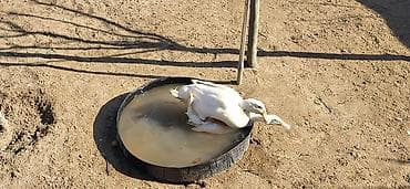 lal ördək sumqayıt: Dişi, Damazlıq, Ünvandan götürmə — 10