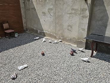 qara qartal sekilleri: Heyetden leğv etdiyim ücün hamsı bir yerden satılır ünvan masazır — 2