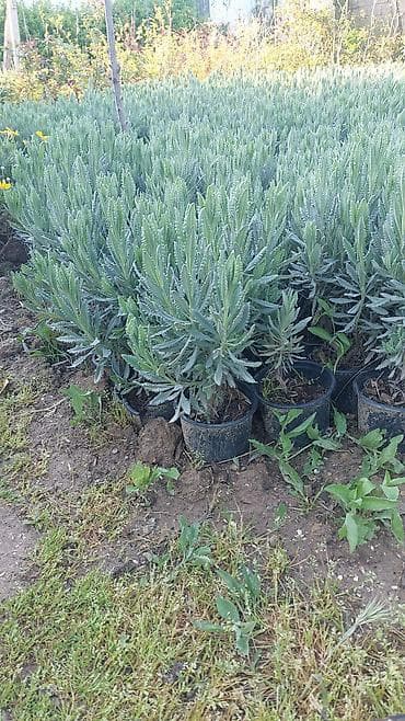 orxideya gulu qiyməti: Rozmarin və lavanda bitkisi topdansatış qiymət - Növ: Rosmarinus — 5