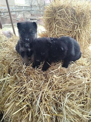 xacmaz heyvan bazari: Nemes afçarka sı 2 ədəd erkək — 4