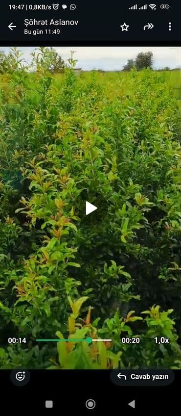 сколько стоит пальма в горшке: Salam 4 illik nar tingləri satılır gülövşə sort və donuz burnu — 9