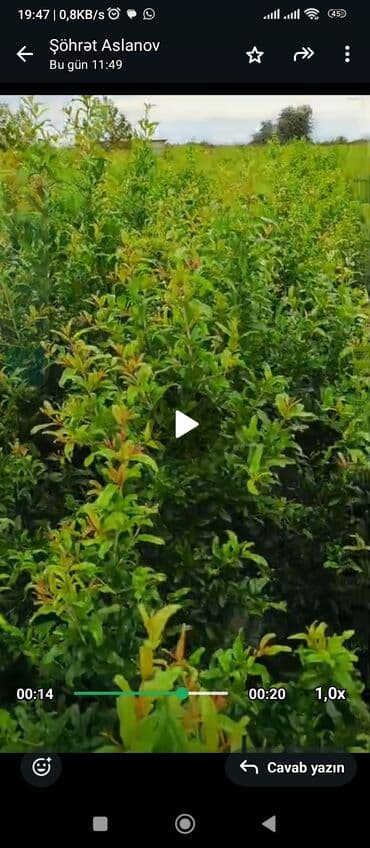 сколько стоит пальма в горшке: Salam 4 illik nar tingləri satılır gülövşə sort və donuz burnu — 2