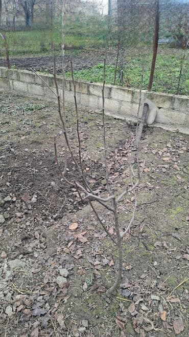 qaymaq decor up: Salam krasavitsa armud tingləri var 1manat 50 qəpiydən. Təxminən — 2