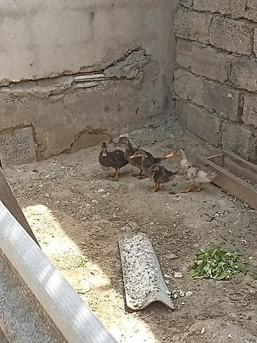 cücə damı: Toyuq cücələri, Damazlıq — 3