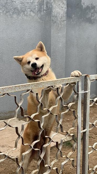 doyuş itləri: Akita-inu, 5 il, Erkek, Peyvəndli, Ünvandan götürmə — 3