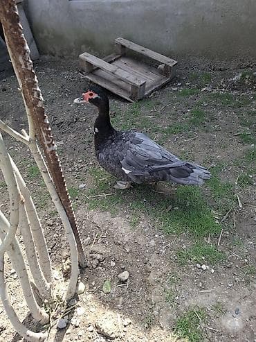 ördək: Satılır: muskovi ördəyi (indo-ördek) macar sortu yumurtayan - Rəng — 2