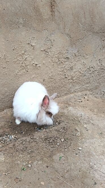 dovsanlar: Dişi dovşan. 8ayliq. endirim yoxdur — 4