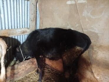 Qoyunlar, qoçlar: Razılaşma yolu ile — 5