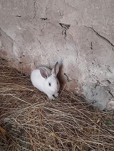 Dovşan balaları – müxtəlif rənglər Məhsulun təsviri: - Ev şəraitində at lalafo.az Dovşan balaları – müxtəlif rənglər Məhsulun təsviri: - Ev şəraitində