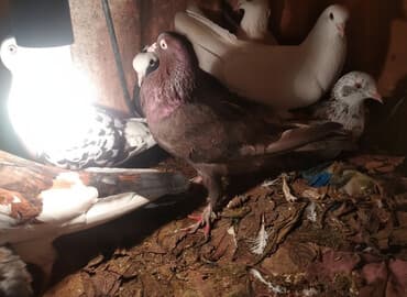 göyərçin şəkli: Məhsul: Ev göyərçinləri – müxtəlif rəng və naxışlarda Təsvir: - — 2