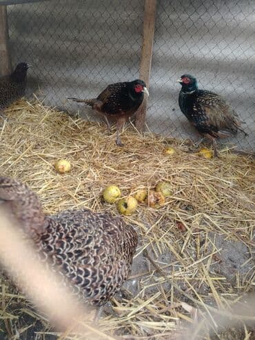 Mercedes-Benz: Məhsul: Fazan quşları (dekorativ və damazlıq) Təsvir: - Şəkillərdə — 3