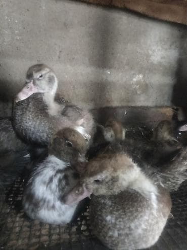 yaşılbaş ordək: Lal ördək — 2