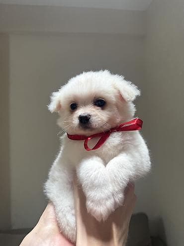 çoban iti balasi: Şpitz, 2 ay, Erkek, Pulsuz çatdırılma — 4