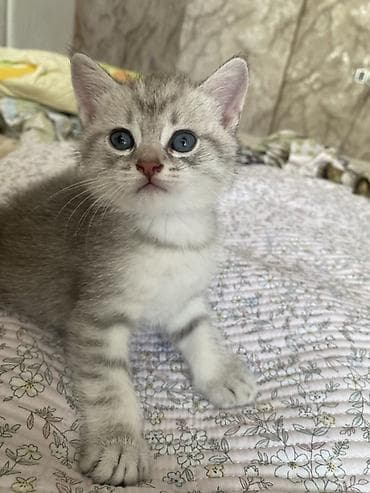 Кошки: Шиншилла, Самка — 8