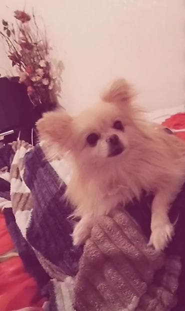 Quşlar: Şpitz, 2 ay, Dişi — 2