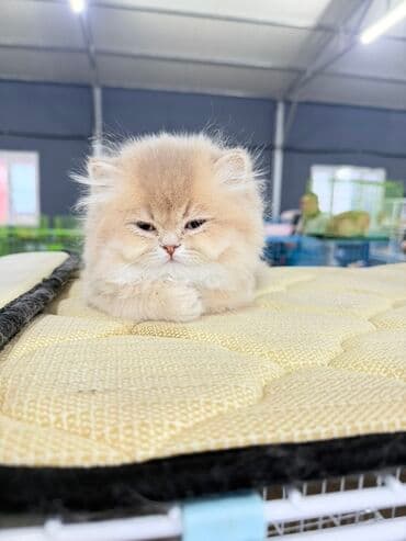 Gəmiricilər: Fars, Erkək, Dişi — 6