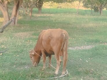 Коровы, быки: Təcili 7 baş erkək dana satılır — 4