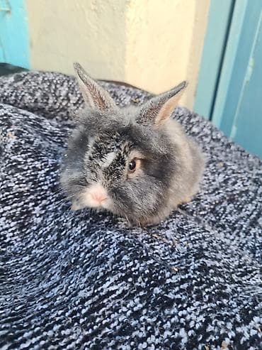 Digər heyvanlar: Karlik bala dovsanlar ag sari anqor aslanbas karlikler 20-25azn boz — 3