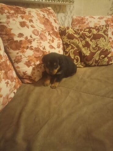 rottweiler itleri satisi: Rotveyler, Pulsuz çatdırılma — 7