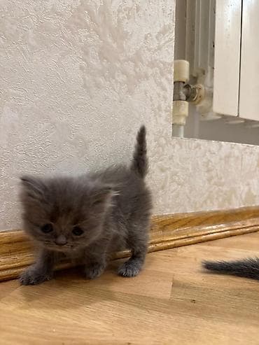 Boz balaca pişik balaları - Xüsusiyyətlər: - Tükləri vahid tünd-boz — 5