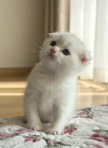 Şotland yastı qulaq