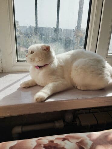 отдам в хорошие руки шотландского вислоухого котенка: Шотладская вислоухая, Самка, В добрые руки — 3