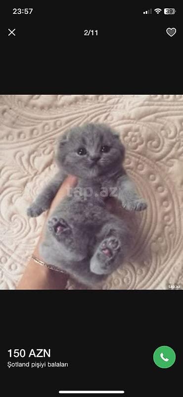 ucuz pisik satisi: Britan Şotland qırma (Scottish Fold tipli) boz/blue rəngli pişik — 7