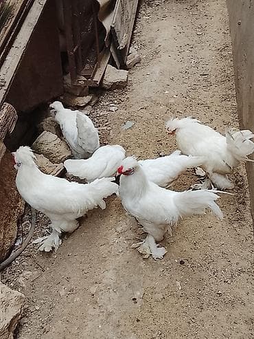 husky satisi: 4 xoruz 2 fərə Sultan Toyuqlari satilir 4 aylıqdi — 4
