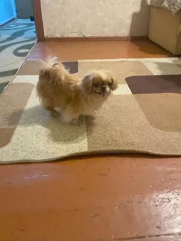 it: Pekines — 4