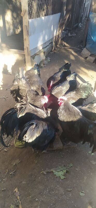 Opel: Allaha haminin malina xeyir versin .Gorduyuvuz avstriloplarin 10 ayliq — 4