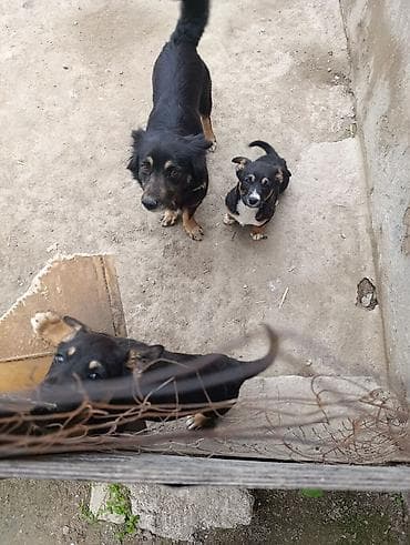 Məhsul: Balaca itlər (iki bala) Təsvir: Bala itlər dişi və erkək -