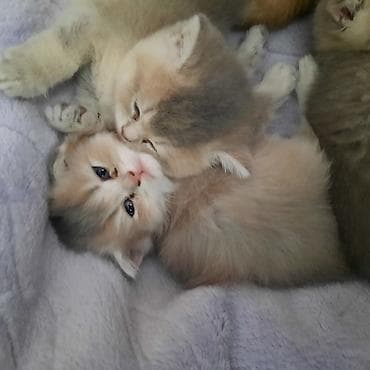 britan pişiyi: Şotland yastı qulaq, Dişi, Yaxşı əllərə, Ünvandan götürmə — 6