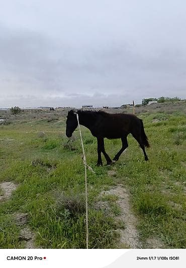 yorqa atlar: Qara rəngli gənc at - Rəng: tam qara, quyruq və yelin tünd - Bədən — 2