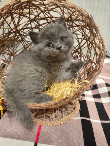 pişiklər üçün bit dərmanı: Шотландская, Самец, В добрые руки, Самовывоз — 3