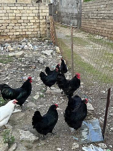 göyerçin damı: Salam avstroloq mayalı yumurtası sifariş qəbul olunur ünvan Binə — 5