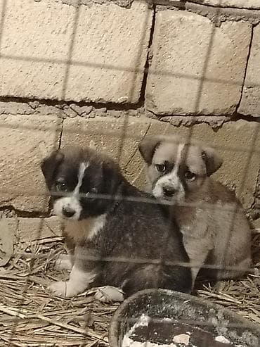 pudel itlerin satisi: Erkek, Pulsuz çatdırılma — 3