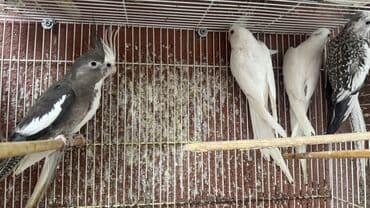 hazır yuva: Korella yanaqsız 2 hazır cütdü 1 tək bala alınıb hazırda yuva — 5