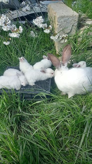 dovşan şəkli: Ağ albinos dovşan balaları – dekorativ və təsərrüfat üçün.1 ayliq — 2