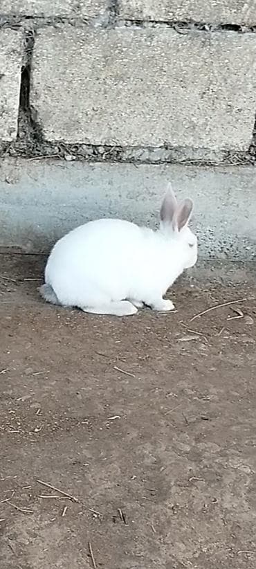 Dovşanlar Erkey dişi cütü 15 azen yaponkalar cüt 30 azen fərq yumrtyur