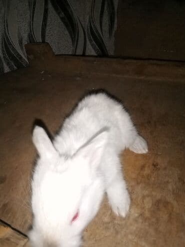 Куры: Ağ tüklü dovşan balaları.anasi atasi hamsi biryerde satilir.anasi — 2