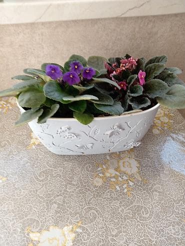 Çöl bitkiləri: Фиалка 15 ман — 2