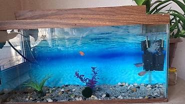 tap az akvarium: Akvarium qapalıdır, qalın şüşədən hazırlanıb. Həcmi:40 litr Dekorlar — 4