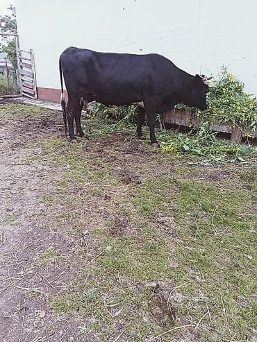 coban iti adları: Hevan çoxu yekə hevandi 7 gündü doğub hevani bir memesi işləmir balsi — 5