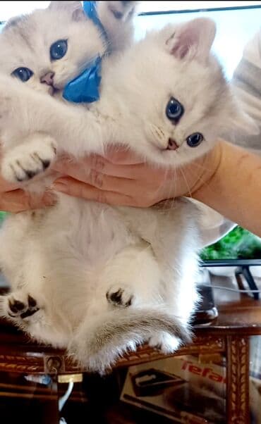 Britan, Erkək, Dişi, Yaxşı əllərə, Ünvandan götürmə